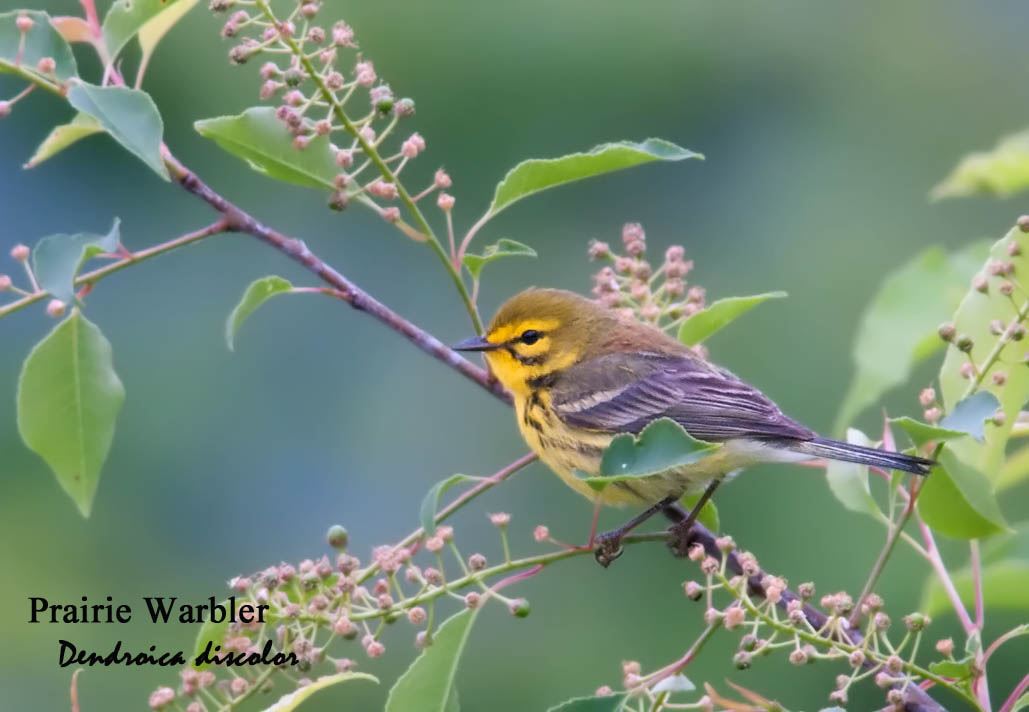 Prairie Warbler